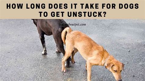 How long does it take to get dogs unstuck. Things To Know About How long does it take to get dogs unstuck. 